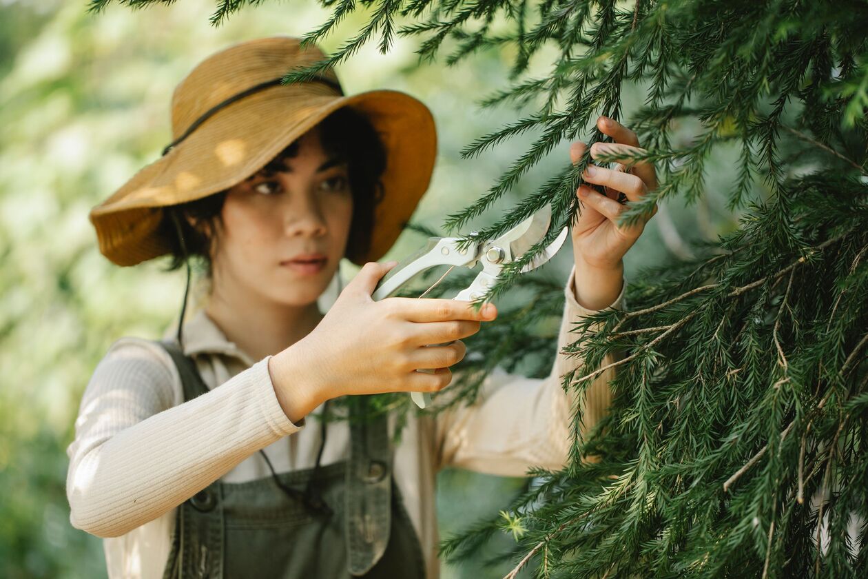 Professional gardening and tree pruning