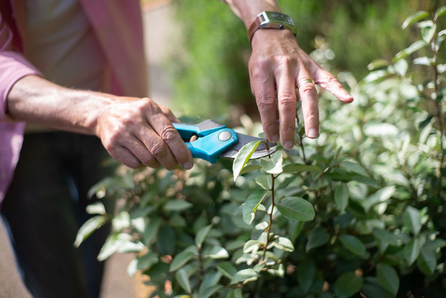Professional gardener working with pruning tools